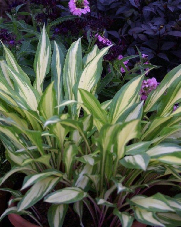 Hosta Cherry Berry