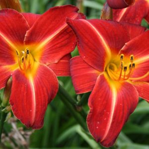 Hemerocallis Chewonki