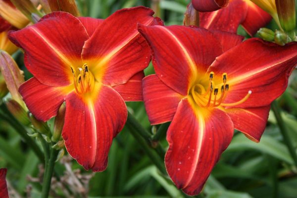 Hemerocallis Chewonki