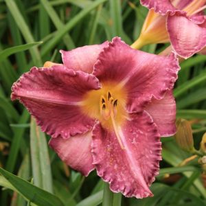 Hemerocallis Chicago Knobby