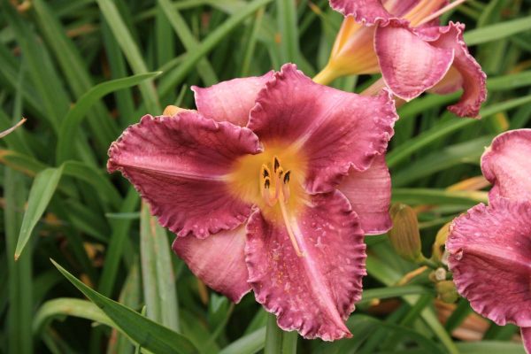 Hemerocallis Chicago Knobby