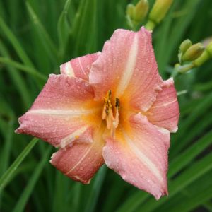 Hemerocallis Children Festival