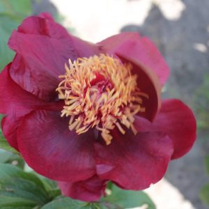 Paeonia  Chocolate Soldier