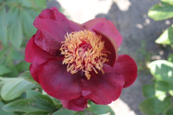 Paeonia  Chocolate Soldier