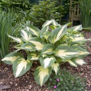 Hosta Christmas Candy®