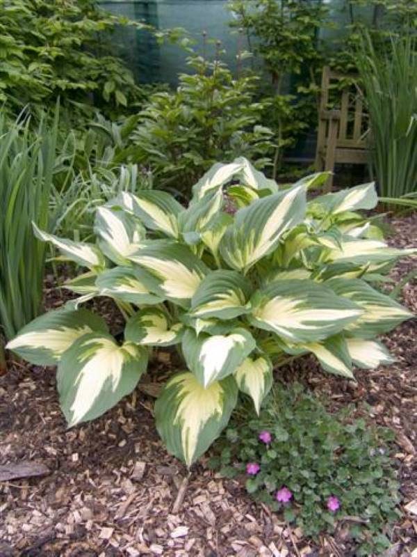Hosta Christmas Candy®