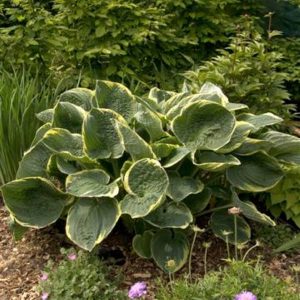 Hosta Christmas Tree
