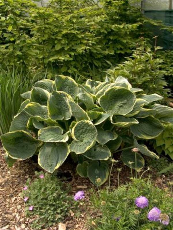 Hosta Christmas Tree