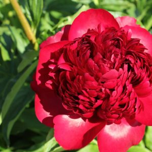 Paeonia  Christmas Velvet