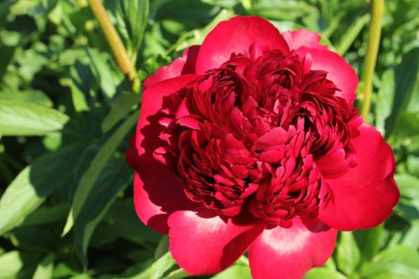 Paeonia  Christmas Velvet