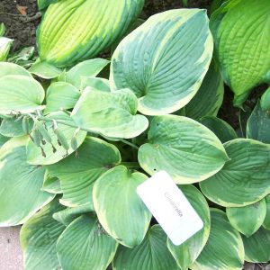 Hosta Cinderella