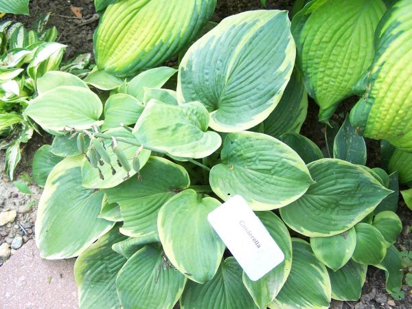 Hosta Cinderella