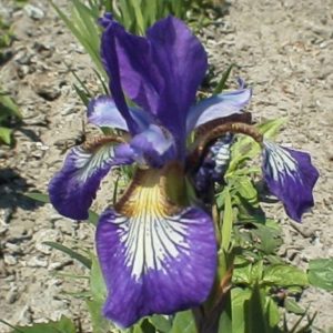 Iris sibirica Clared Up