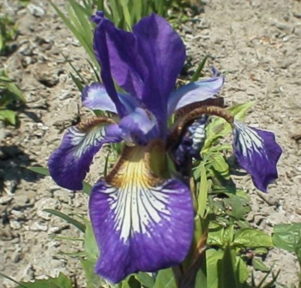 Iris sibirica Clared Up