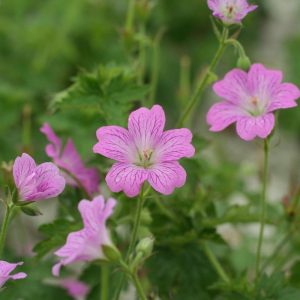 Geranium oxonianum Claridge Druce