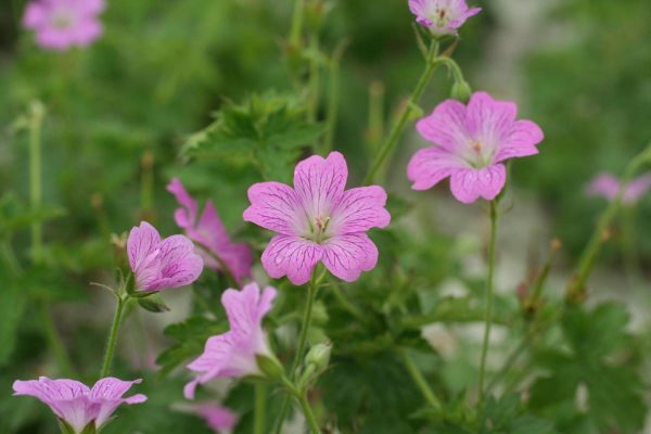 Geranium oxonianum Claridge Druce