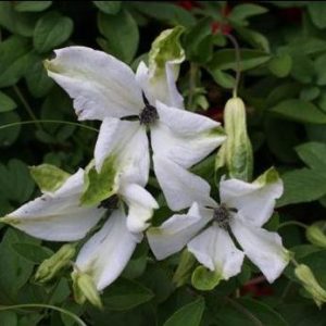 Clematis