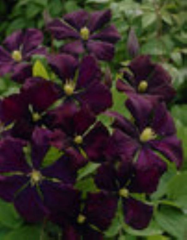 Clematis Etoile Violette