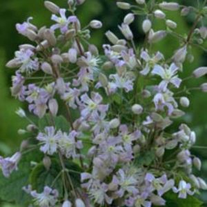 Clematis Mrs. Robert Brydon