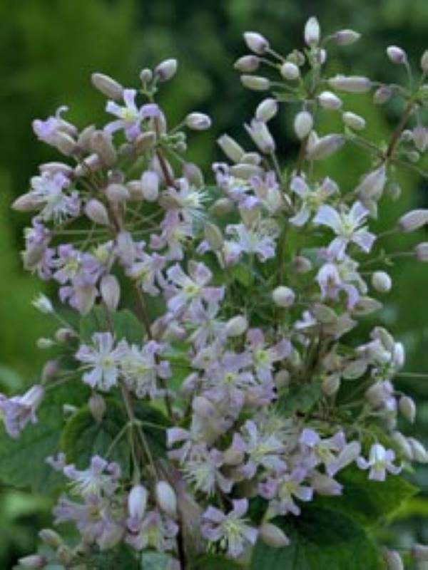 Clematis Mrs. Robert Brydon