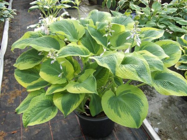 Hosta Climax