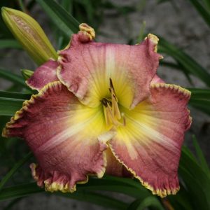 Hemerocallis Clothed in Glory