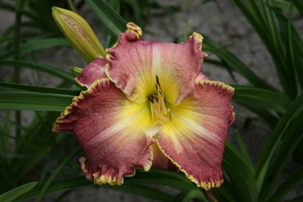 Hemerocallis Clothed in Glory