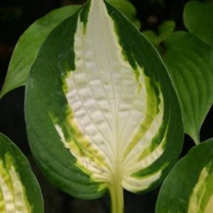 Hosta Color Festival
