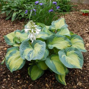 Hosta Color Glory