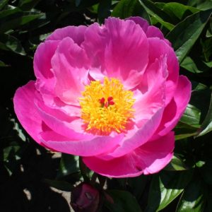 Paeonia  Color Magnet
