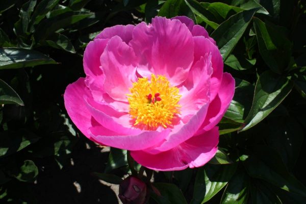 Paeonia  Color Magnet
