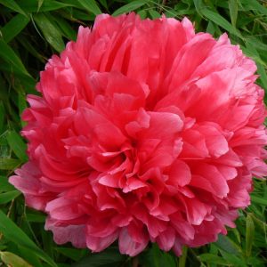 Paeonia  Command Performance