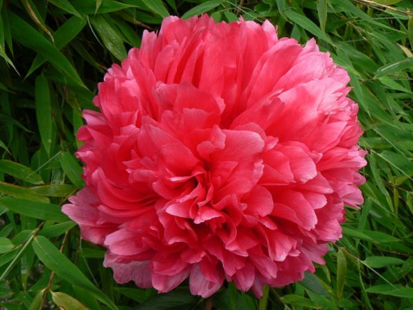 Paeonia  Command Performance
