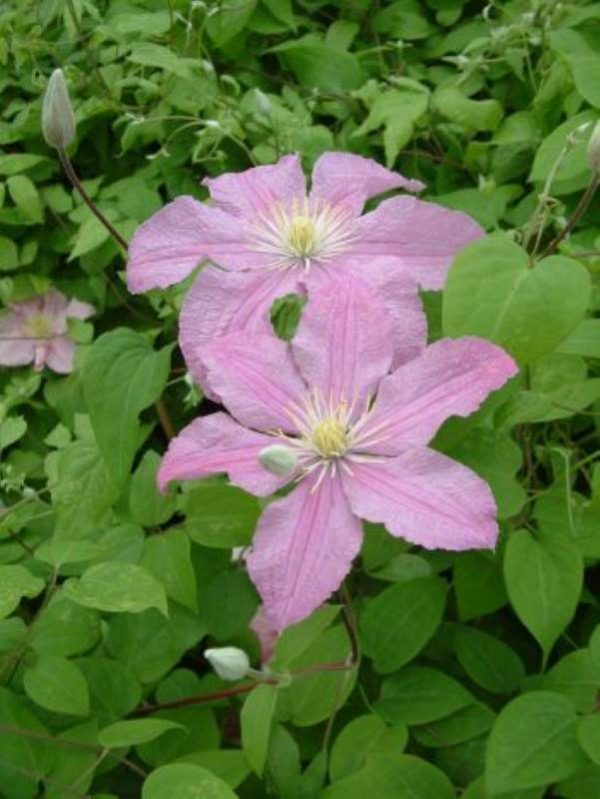 Clematis Comtesse De Bouchaud