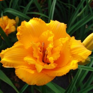 Hemerocallis Condilla