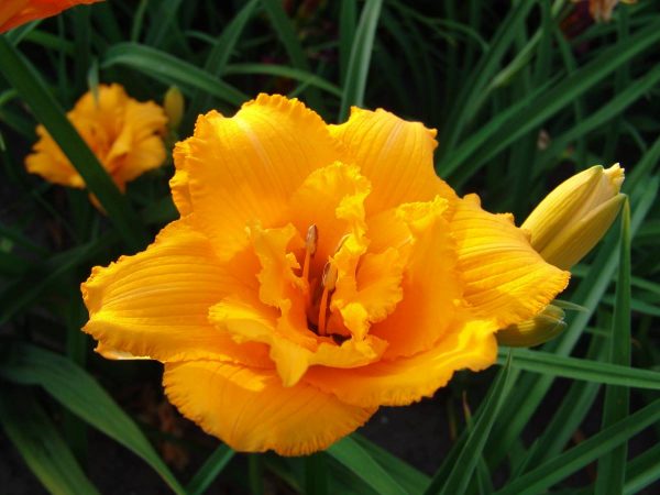 Hemerocallis Condilla