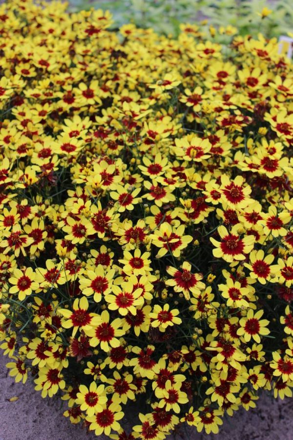 Coreopsis verticilata Firefly®
