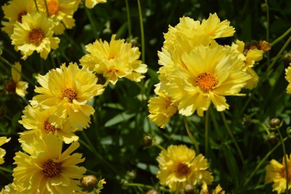 Coropsis hybrid Solardance®