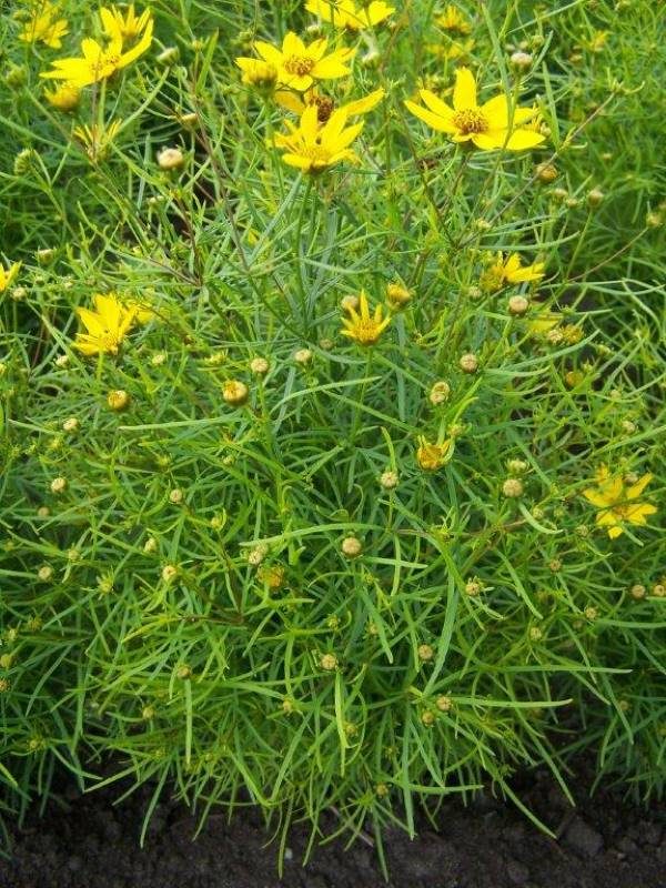 Coreopsis verticilata Tweety®