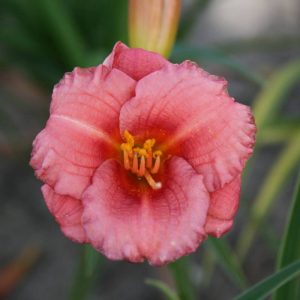 Hemerocallis Cosmopolitan