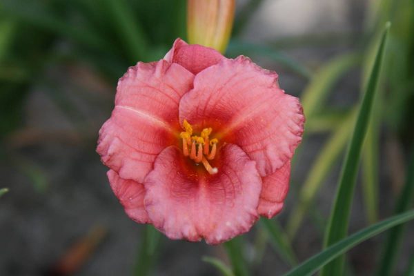 Hemerocallis Cosmopolitan