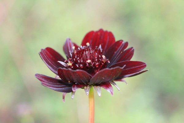 Cosmos antrosanguineus