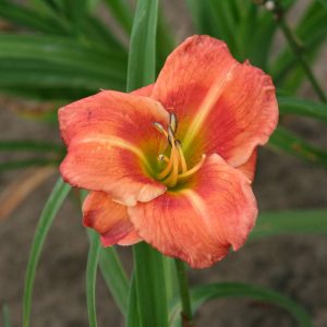 Hemerocallis Country Colors
