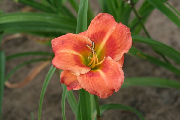 Hemerocallis Country Colors