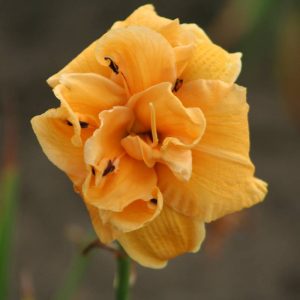 Hemerocallis Country Pride