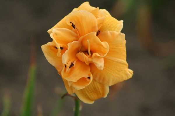 Hemerocallis Country Pride