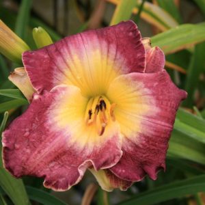 Hemerocallis Court Magician