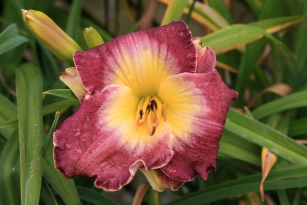 Hemerocallis Court Magician