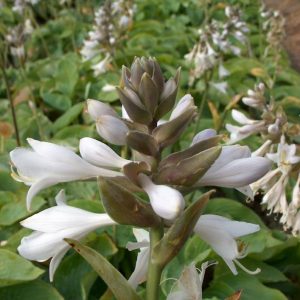 Hosta Courulea