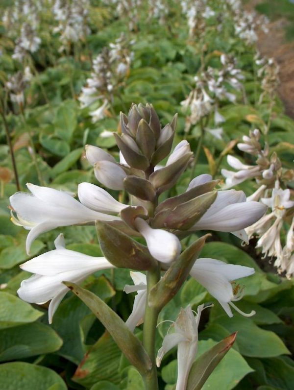 Hosta Courulea